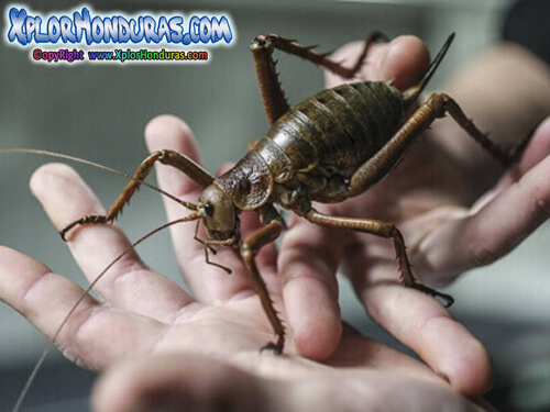 Curiosidades Animales Insecto Weta
