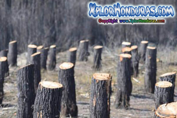 Deforestacion en Honduras