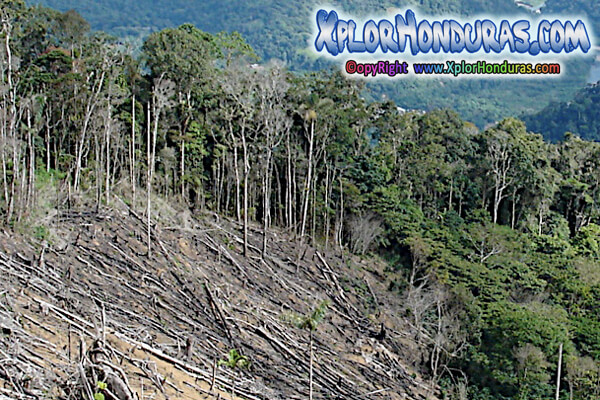 Deforestacion en Honduras
