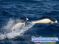 Delfin Liso Lissodelphis peronii