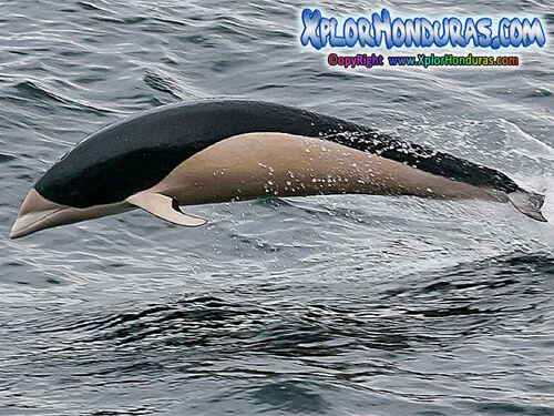 Delfin Liso Lissodelphis peronii