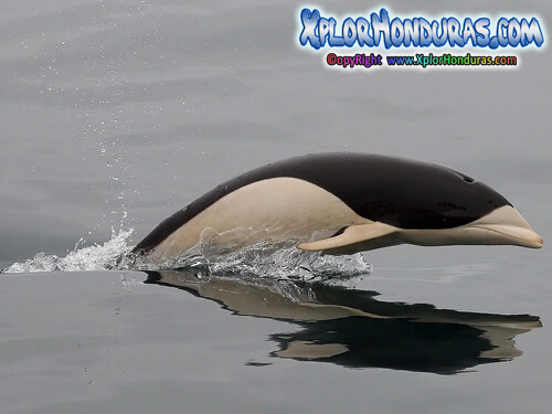 Delfin Liso Meridional Lissodelphis peronii