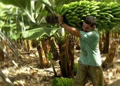 El Bananero Lydia Handal Honduras