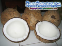 El Coco – Fruta Maravillosa para nuestro bienestar