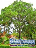 Arbol Nacional de Honduras