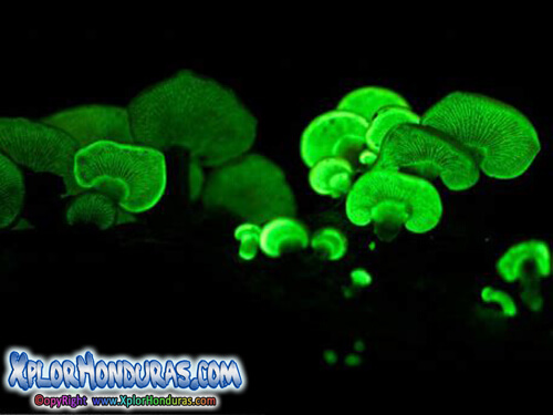 Especies de Hongos bioluminiscentes