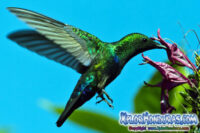 Especies Endemicas de Honduras