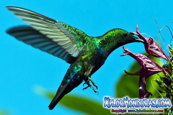 Especies Endemicas de Honduras Colibrí Esmeralda