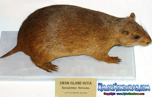 Especies Endemicas de Honduras Hutia