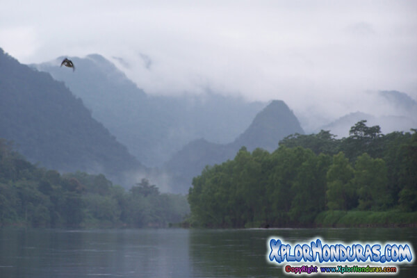 Extincion de vida Silvestre Rio Platano