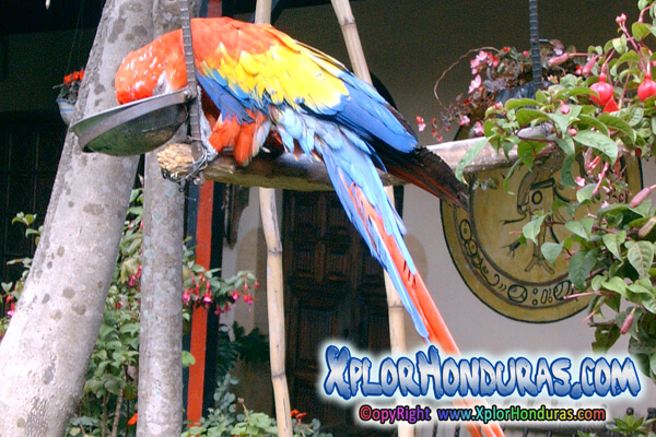 Fauna de Honduras