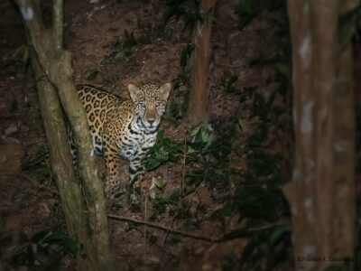 Felinos en Honduras Jaguar Felinos en Honduras Jaguar