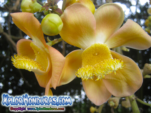 Flor Bala de Canon Honduras Natural