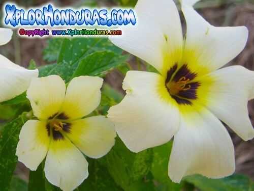 Flor Turnera subulata Flor del Politico