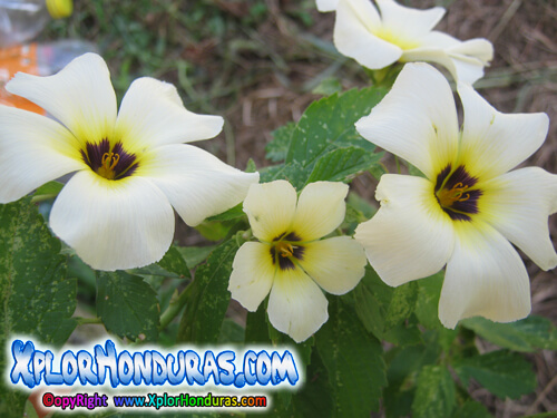 Flor Turnera subulata Turnera de ojos Pardos Honduras