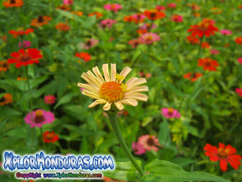 Flor Zinnias Honduras