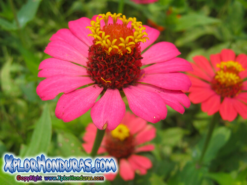 Flor Zinnias Honduras