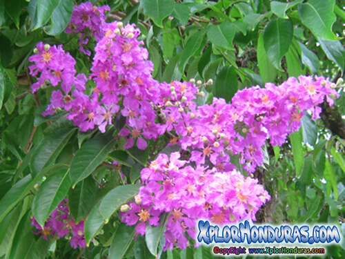flores del arbol reina de las flores morado