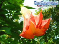 Floricunda Brugmansia arborea