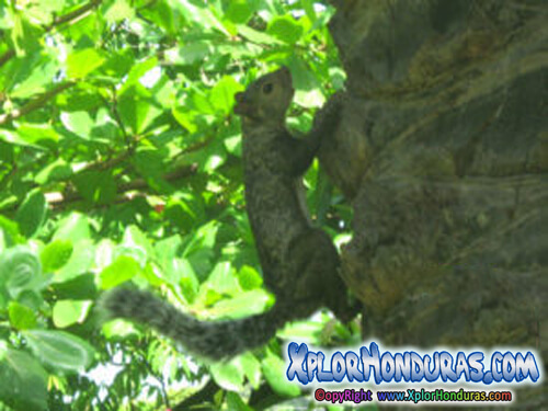 Ardilla animal Honduras