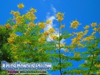 Fotos Flor Acacia Amarilla