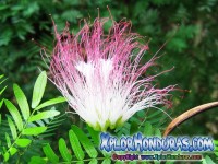 Flor Acacia Constantinopla Albizia Julibrissin