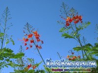 Fotos Flor Acacia Roja