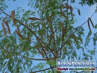 Fotos de Moringa Oleifera