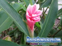 Fotos Flor Alpinia purpurata Ginger