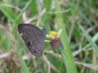 Fotos Mariposa Carolina Satyr, Hermeuptychia sosybius