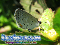 fotos mariposa Cupido Comyntas, Eastern Tailed Blue