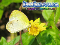 Fotos Mariposa Eurema lisa, Little Yellow