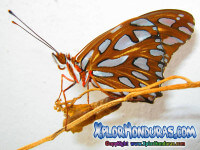 Fotos Mariposa Agraulis Vanillae