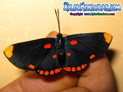 Fotos Mariposa Melanis Pixe Sanguinea
