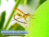 fotos de Mosca de la papaya Toxotrypana curvicauda