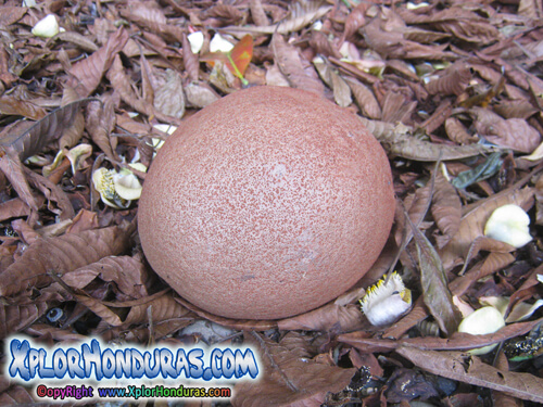 Fruto Bala de Canon Honduras