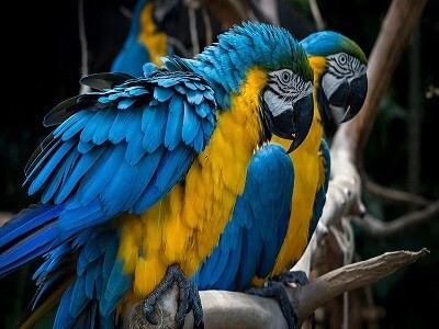 Guara Azul Reserva Natural Macaw Mountain