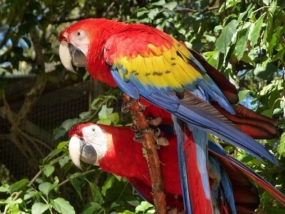 Guara Roja Reserva Natural Macaw Mountain