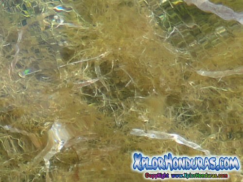 Hierba Marina Pradera Marina Honduras