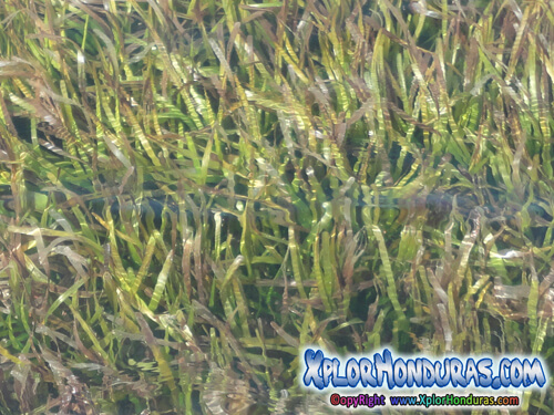 Hierba Marina Pradera Marina Honduras
