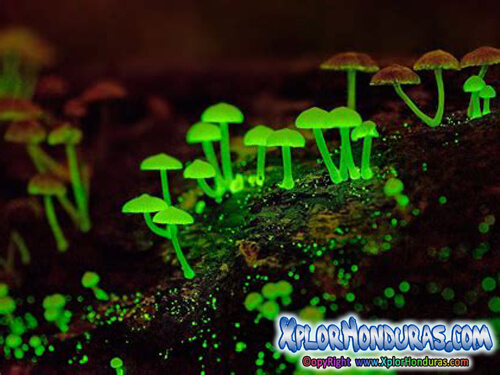 Hongos Bioluminscentes Variedad