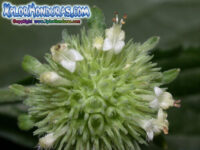 Hyptis capitata o Miona