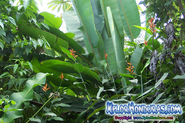 La flora de Honduras