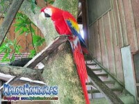 Ave Nacional de Honduras