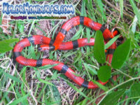 Las serpientes – Culebras – Sauropsidos (Reptiles)
