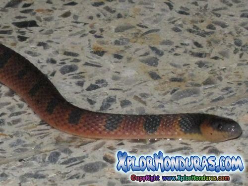 Las serpientes Honduras