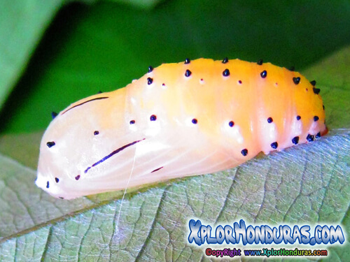 Lepidoptera Capullo Mariposa Honduras