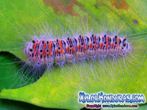 Lepidoptera Gusano Mariposa Melanis Pixe Sanguinea