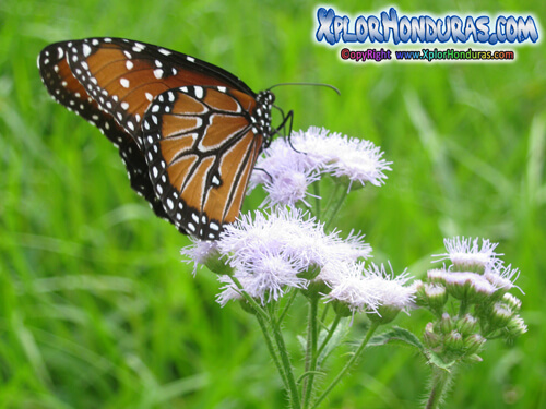 Lepidoptera Mariposa Monarca Honduras