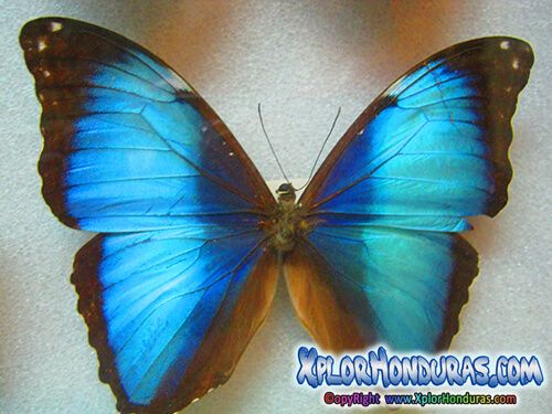 Lepidoptera Mariposa Morpho Menelaus